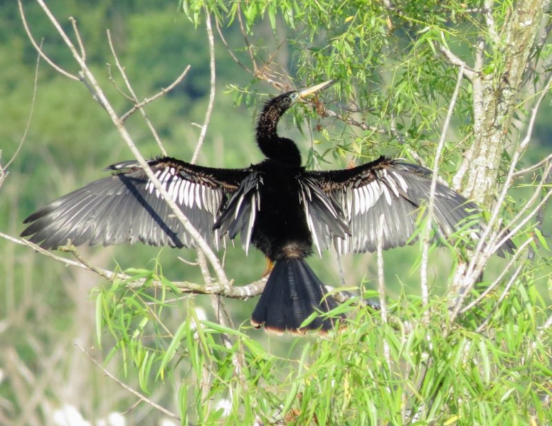 Anhinga