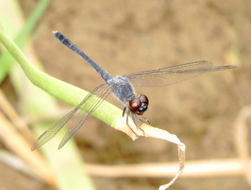 Seaside Dragonlet