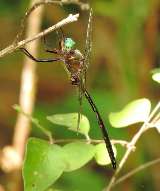 Mocha Emerald