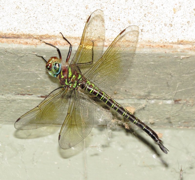 Swamp Darner