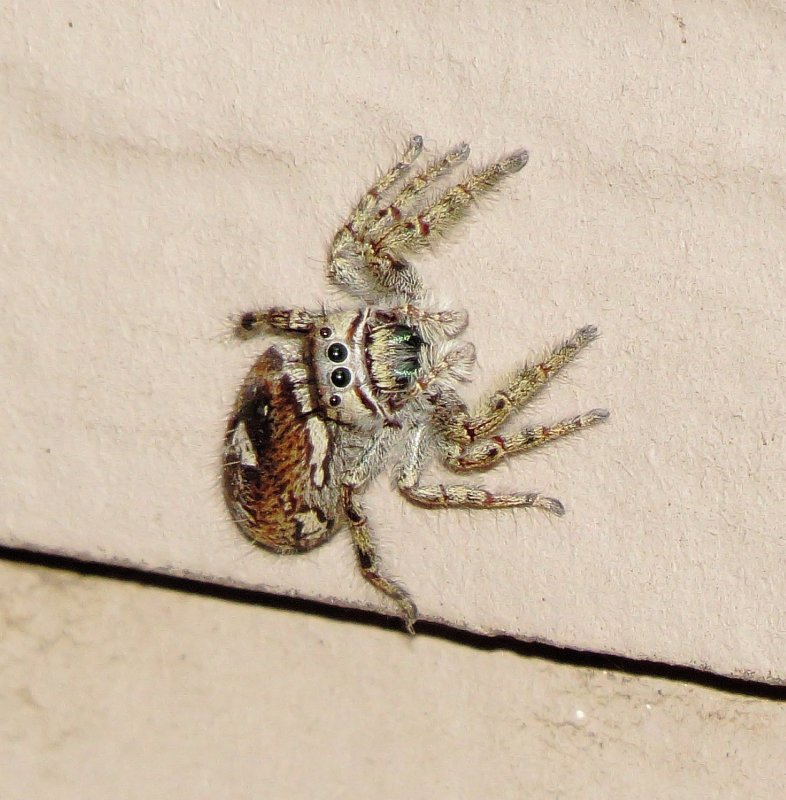Putnams Jumping Spider