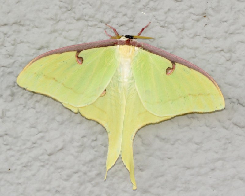 Luna Moth