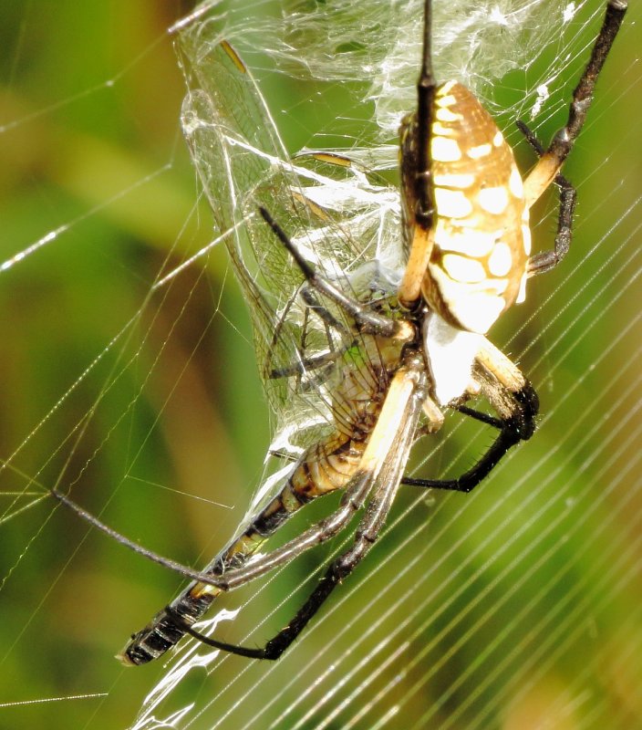 Yellow Garden Spider