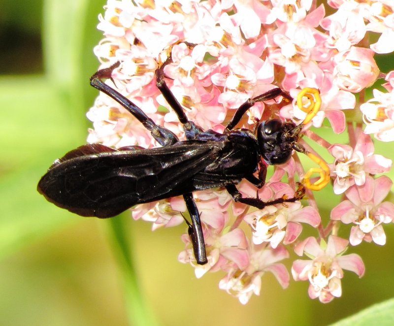 Blue-Black Spider Wasp Species
