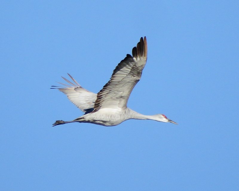 Sandhill Crane