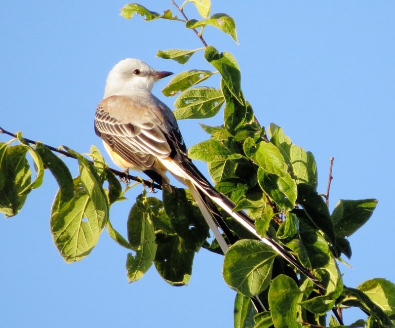 Scissor-Tailed Flycatcher