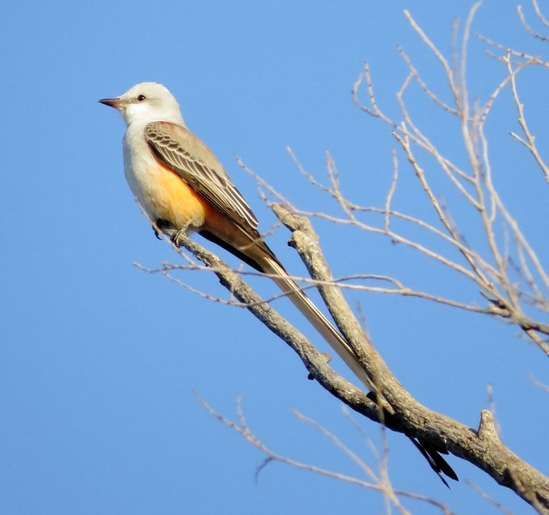Scissor-Tailed Flycatcher