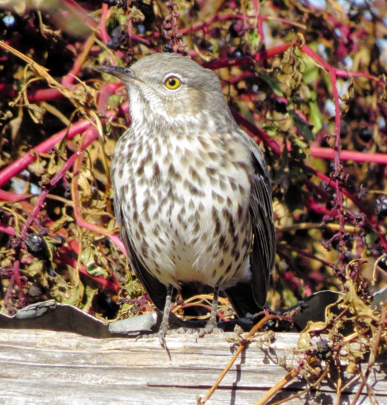 Sage Thrasher