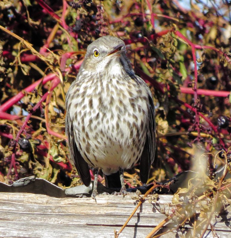 Sage Thrasher