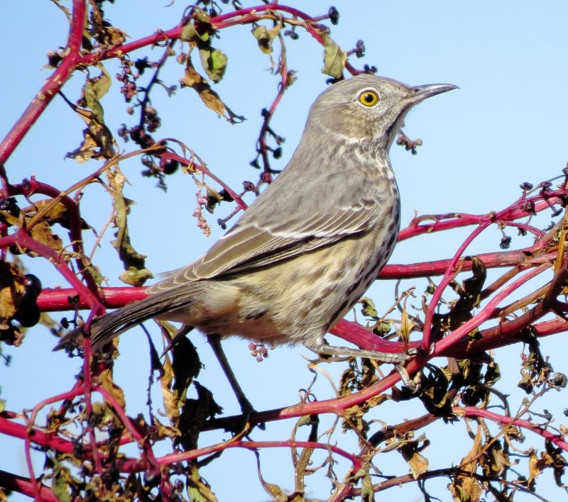 Sage Thrasher
