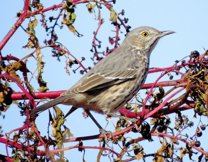 Sage Thrasher