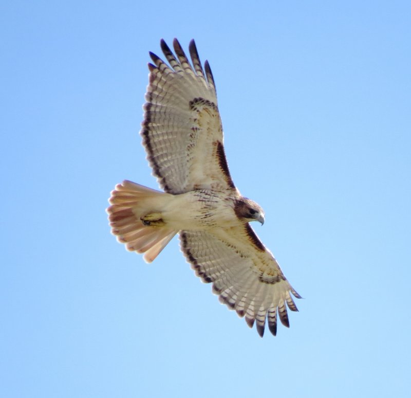 Red-Tailed Hawk