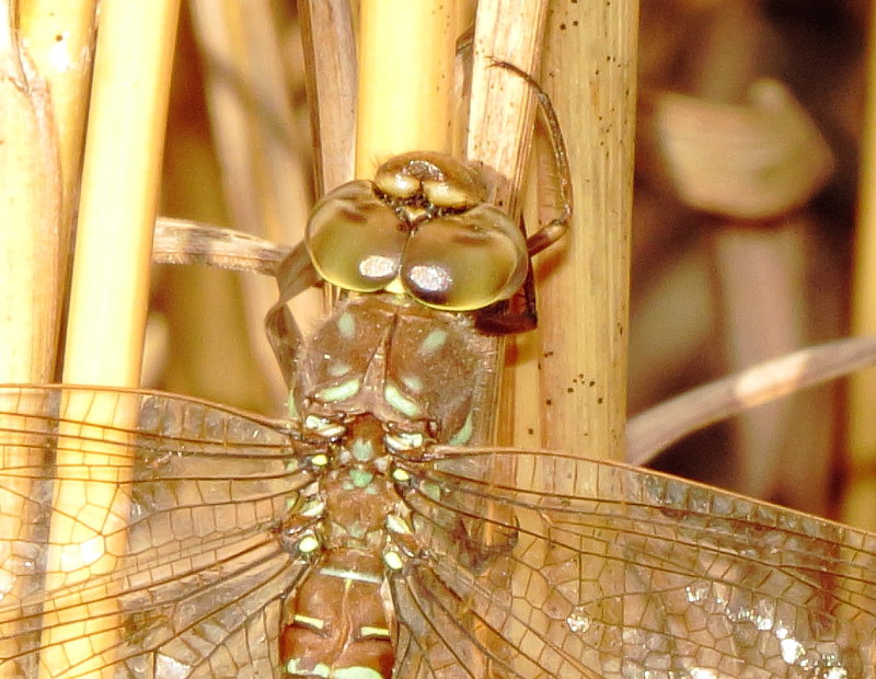 Shadow Darner