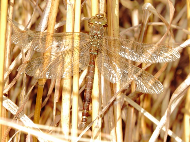 Shadow Darner