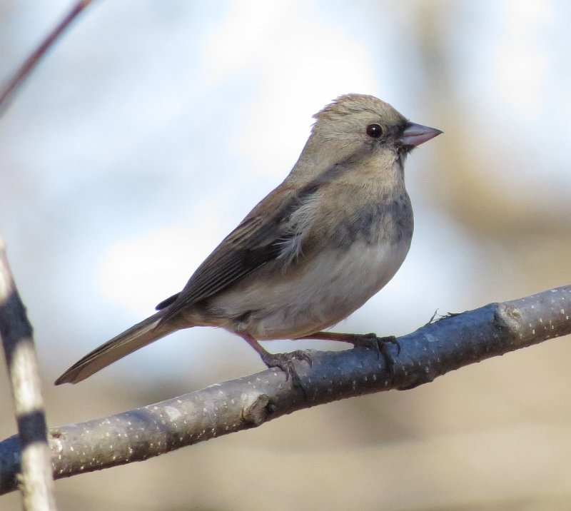 Dark-Eyed Junco