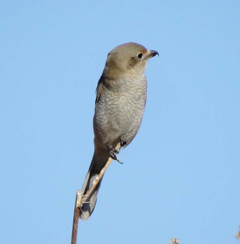 Northern Shrike