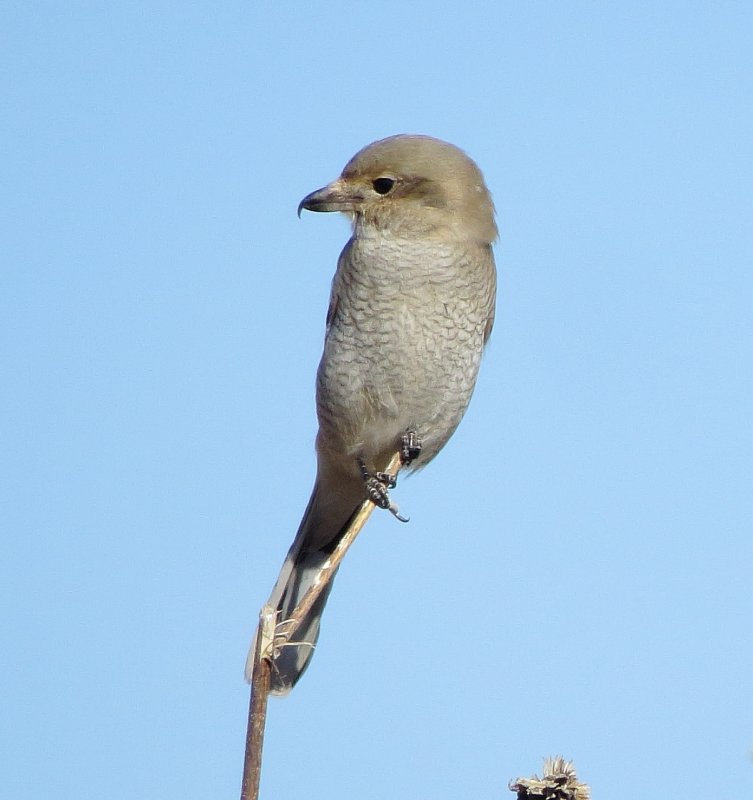 Northern Shrike