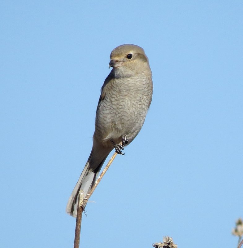 Northern Shrike