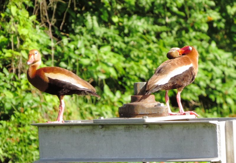 Black-Bellied Whistling Duck