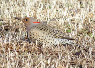 Northern Flicker