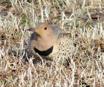 Northern Flicker
