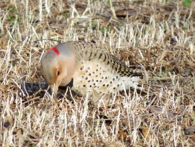 Northern Flicker