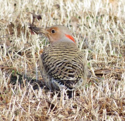 Northern Flicker