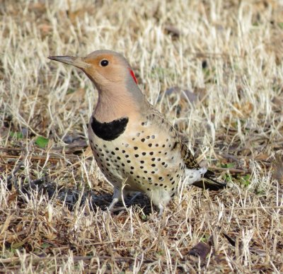 Northern Flicker
