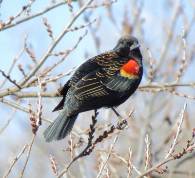 Red-Winged Blackbird