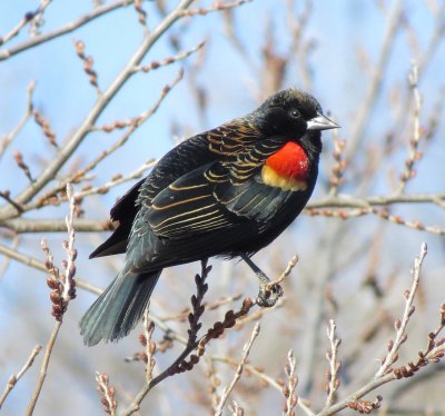 Red-Winged Blackbird