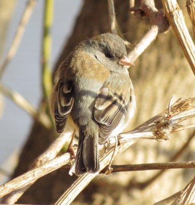 Dark-Eyed Junco