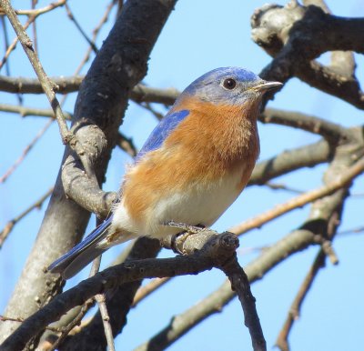 Eastern Bluebird