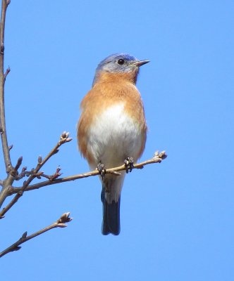 Eastern Bluebird