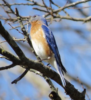 Eastern Bluebird
