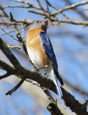 Eastern Bluebird