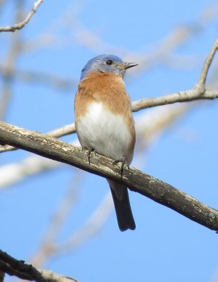 Eastern Bluebird