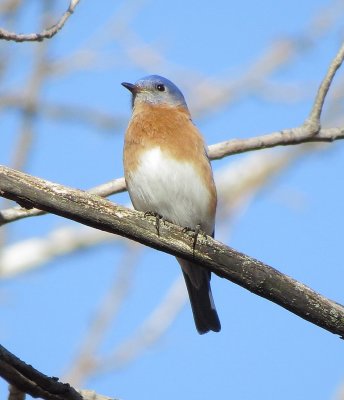 Eastern Bluebird