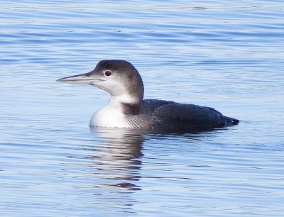 Common Loon
