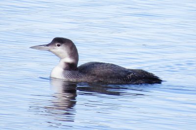 Common Loon