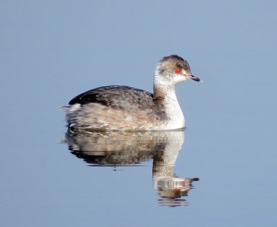 Horned Grebe