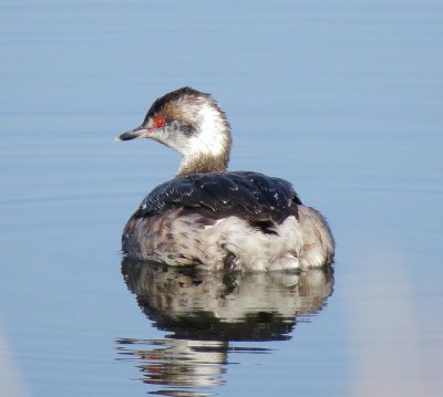 Horned Grebe