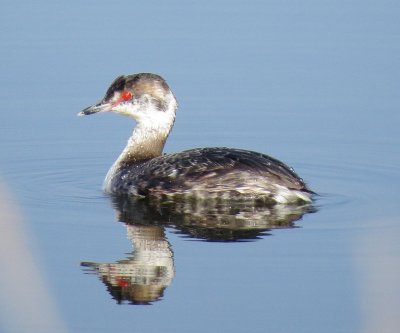 Horned Grebe