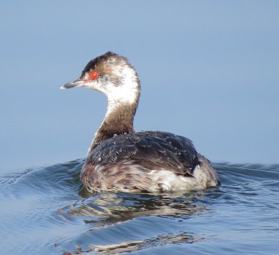 Horned Grebe