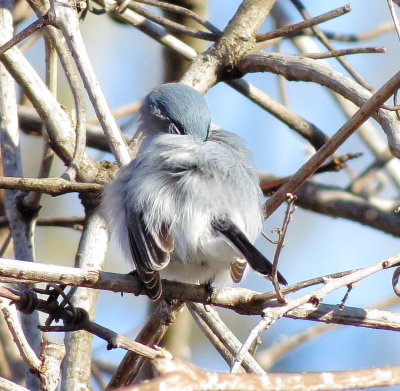 Blue-Gray Gnatcatcher