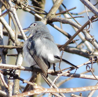 Blue-Gray Gnatcatcher