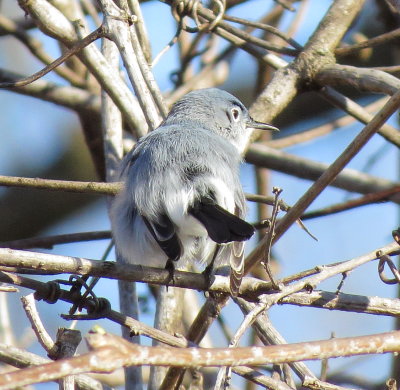 Blue-Gray Gnatcatcher