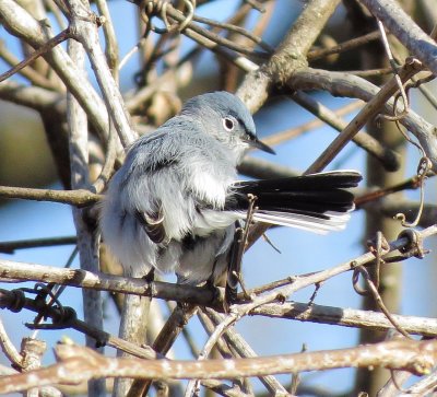 Blue-Gray Gnatcatcher