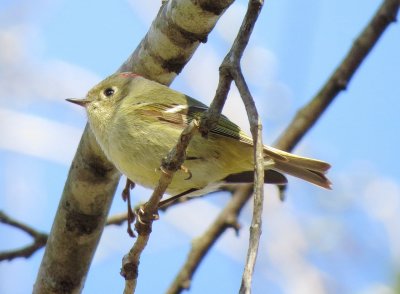 Ruby-Crowned Kinglet