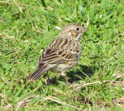 Vesper Sparrow