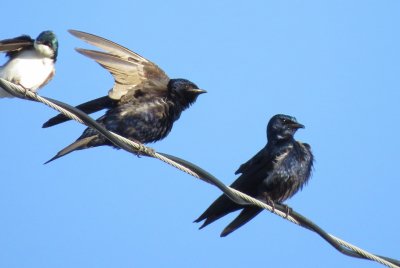Purple Martin